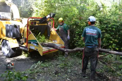 tree services Lake Bluff